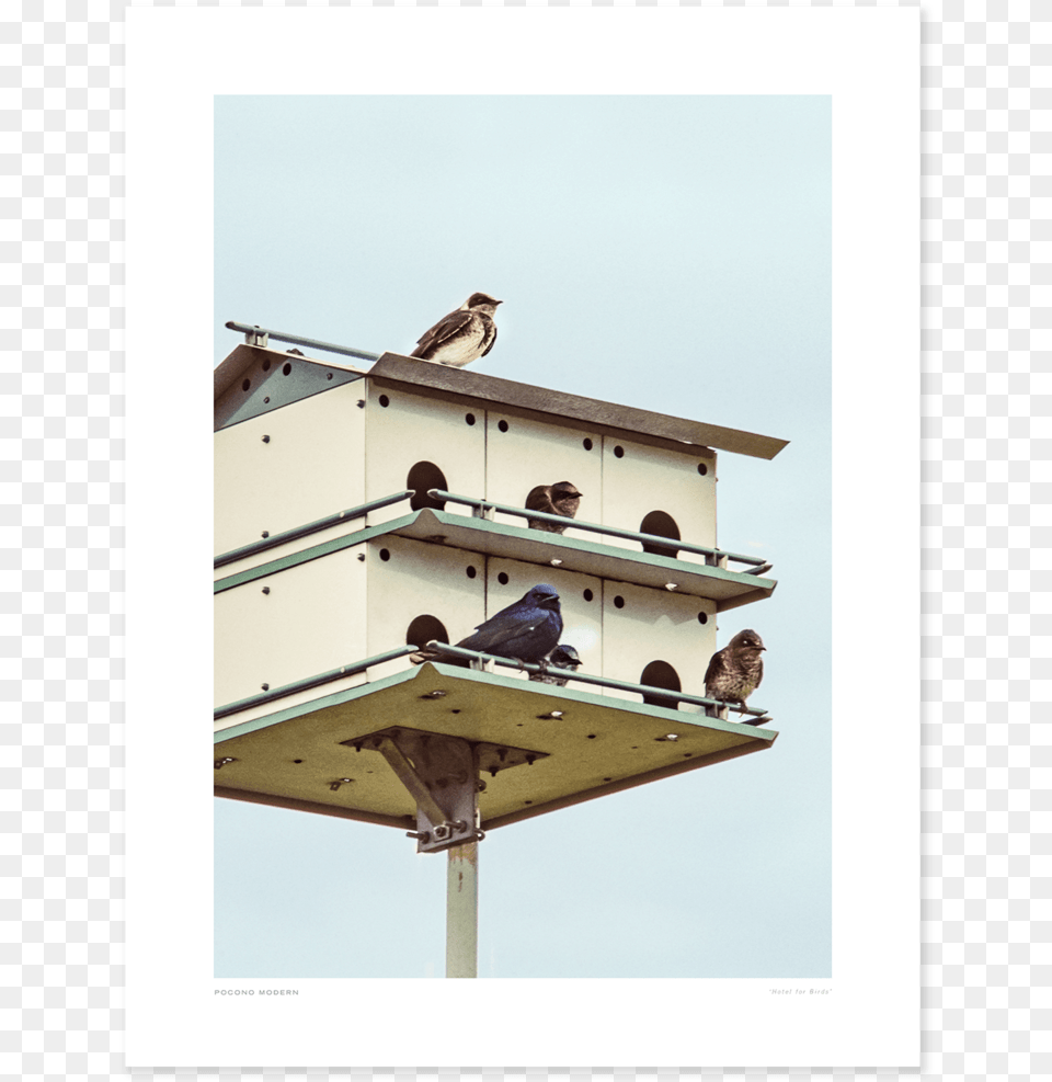 Main Hotel For Birds Pigeons And Doves, Animal, Bird, Person, Jay Png Image