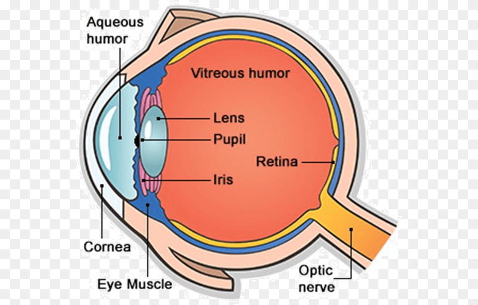 Main Parts Of Human Eye Human Eye And Its Part, Diagram Png