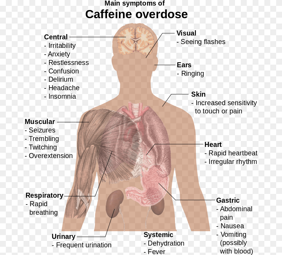 Main Symptoms Of Caffeine Overdose, Adult, Female, Person, Woman Png