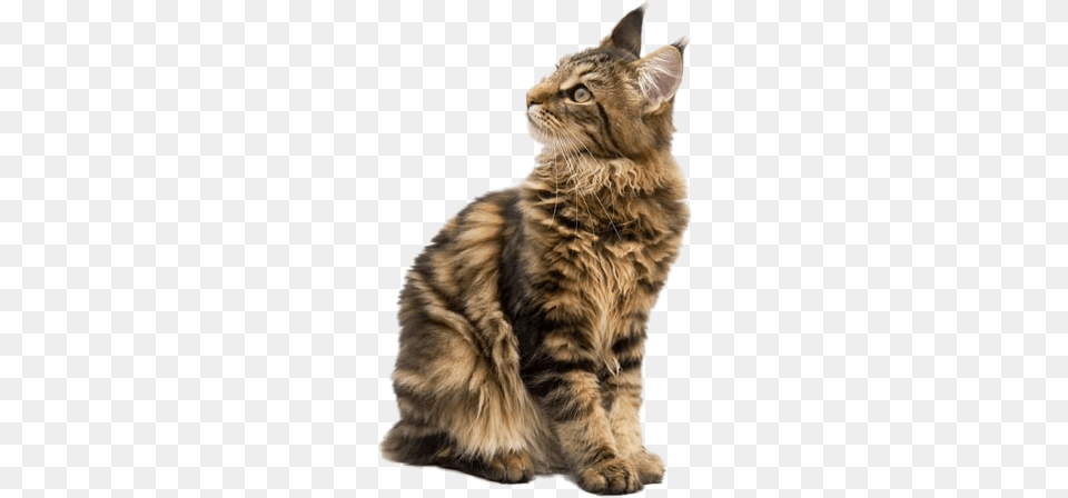 Maine Coon By Lg Ciri Ciri Maine Coon, Animal, Cat, Mammal, Manx Free Transparent Png