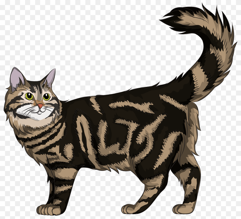 Maine Coon Cat Clipart, Animal, Mammal, Manx, Pet Png Image