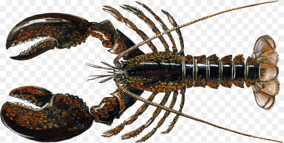 Maine Lobster, Animal, Food, Invertebrate, Sea Life Free Transparent Png