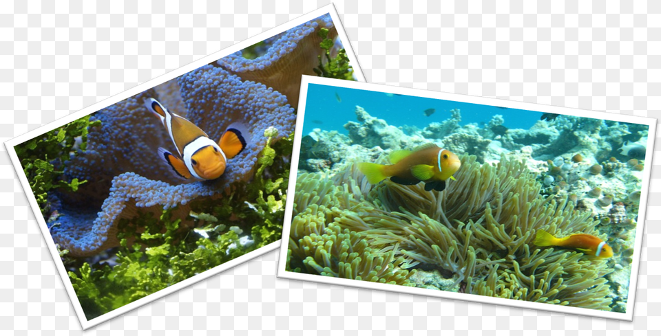 Maintaining Clown Fish Tank Portable Network Graphics, Amphiprion, Sea Life, Sea, Reef Png Image
