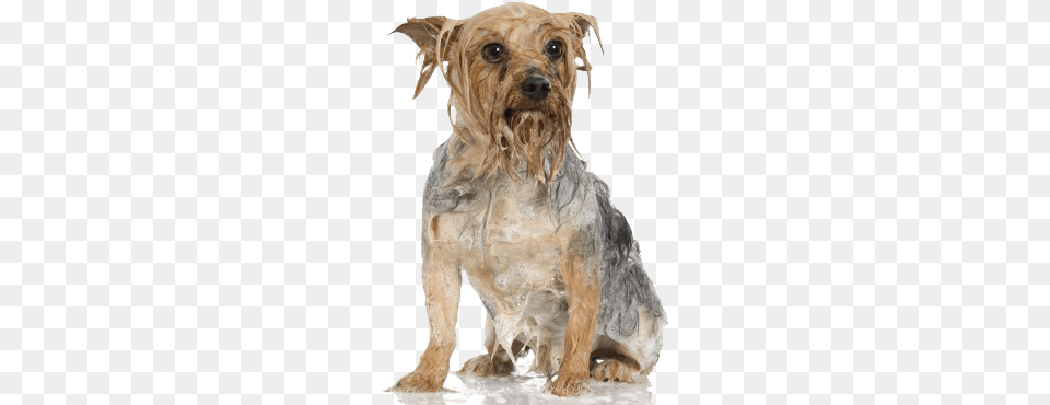 Maintenance Program Dog Grooming, Animal, Canine, Mammal, Pet Png Image