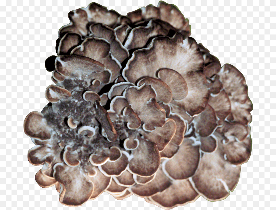 Maitake Plug Spawn, Fungus, Plant, Mushroom, Agaric Free Png Download