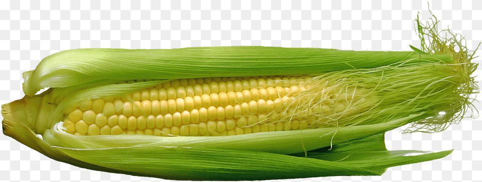 Maize, Corn, Food, Grain, Plant Png Image