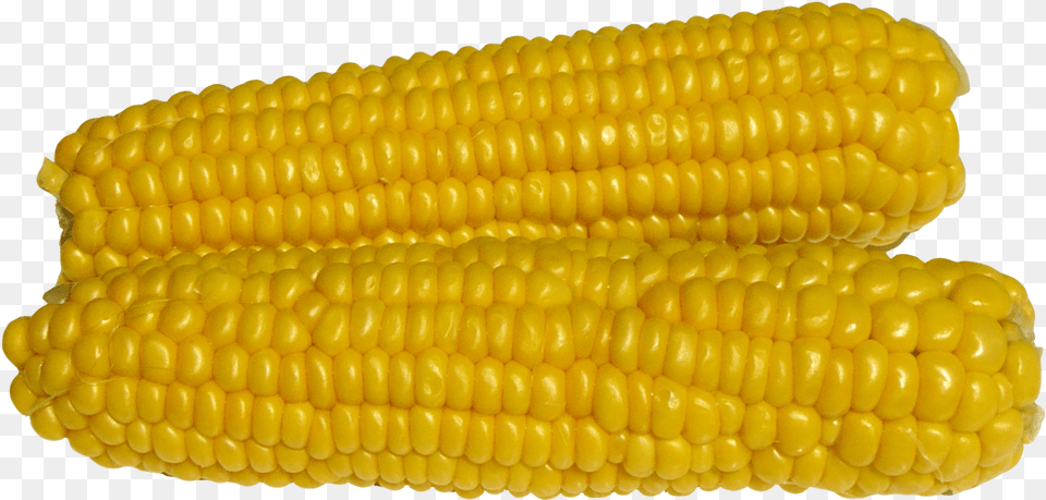 Maize, Corn, Food, Grain, Plant Png Image