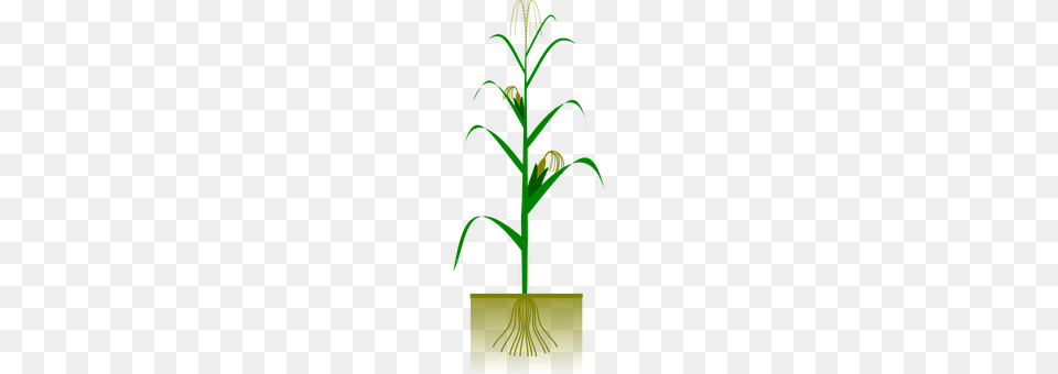 Maize Grass, Plant, Tree, Cross Free Png Download