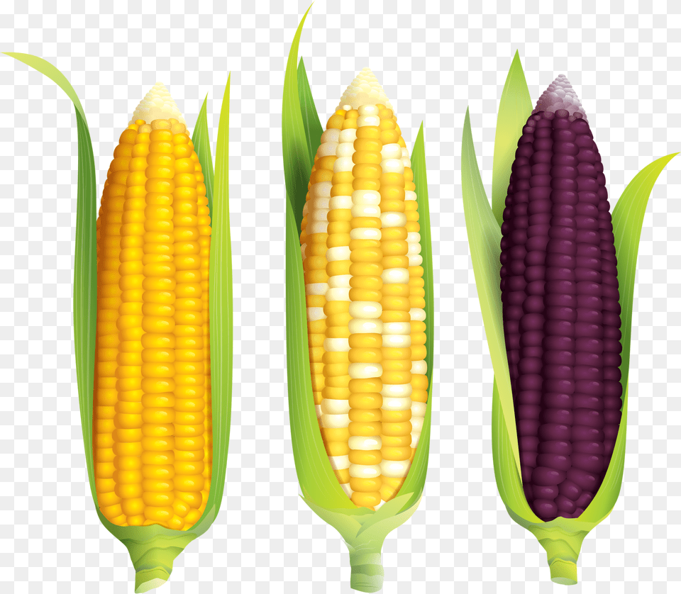 Maize, Corn, Food, Grain, Plant Free Transparent Png