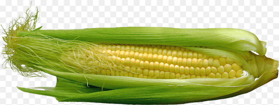 Maize, Corn, Food, Grain, Plant Free Png