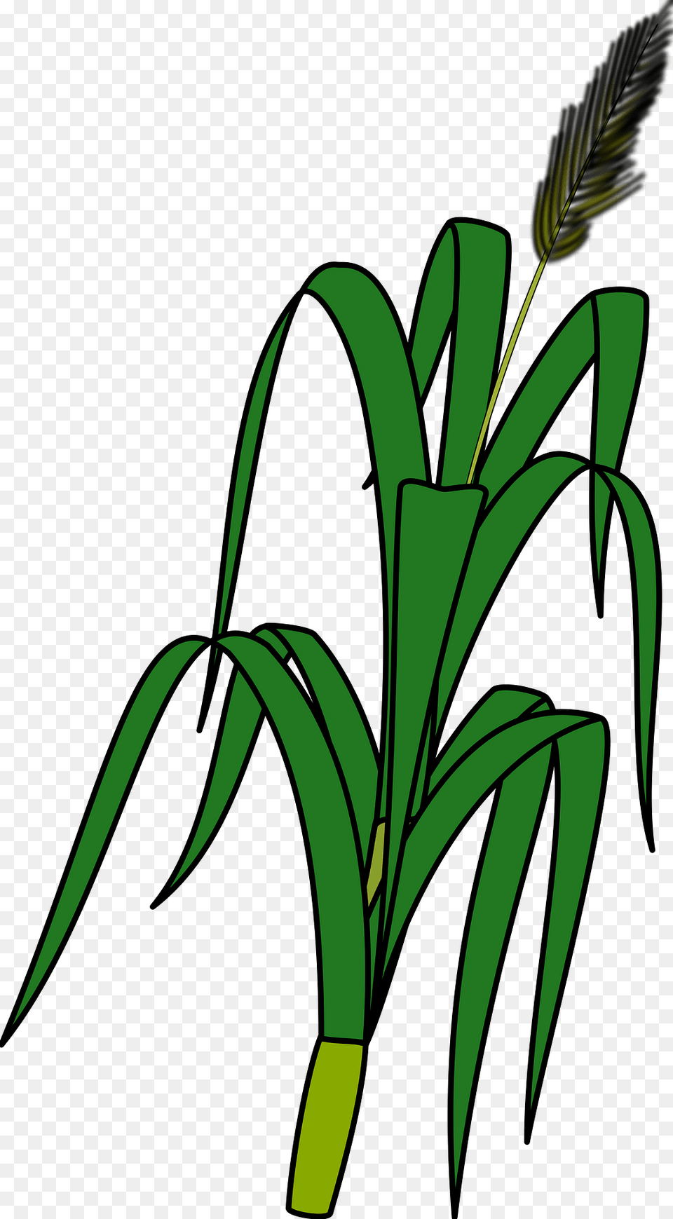 Maize Clipart, Grass, Plant, Green, Reed Png