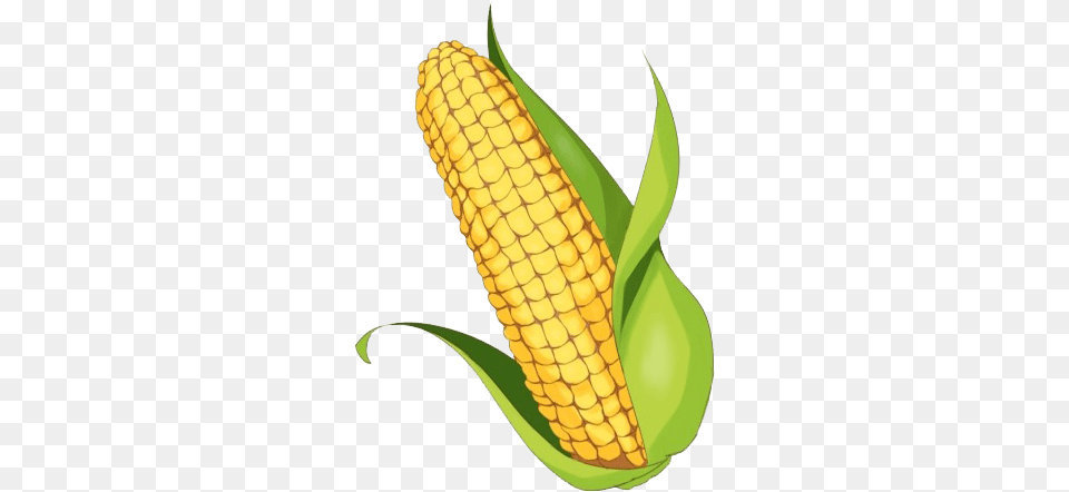Maize Clipart Background, Corn, Food, Grain, Plant Png