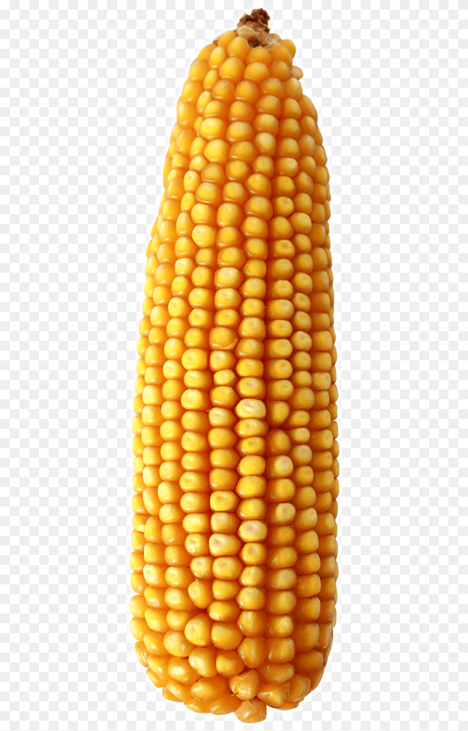 Maize Download Corn On The Cob, Food, Grain, Plant, Produce Free Png