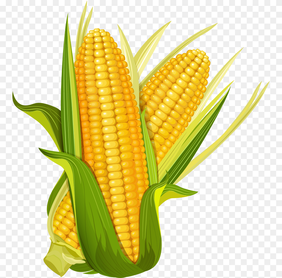 Maize Ear Corncob Popcorn Corn Clipart, Food, Grain, Plant, Produce Free Transparent Png
