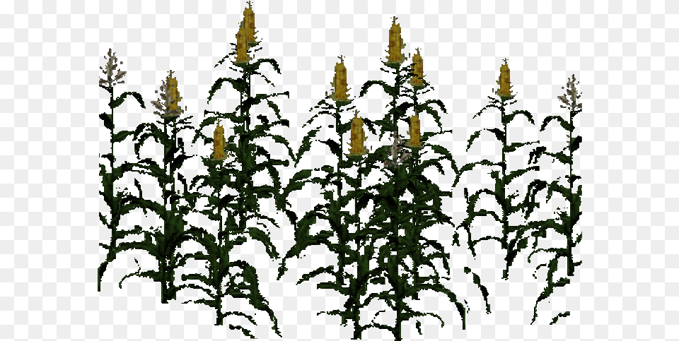 Maize Illustration, Acanthaceae, Conifer, Flower, Plant Free Png