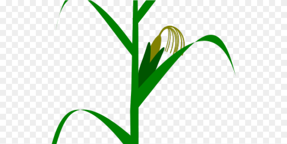 Maize Plant, Grass, Vegetation, Food, Produce Png