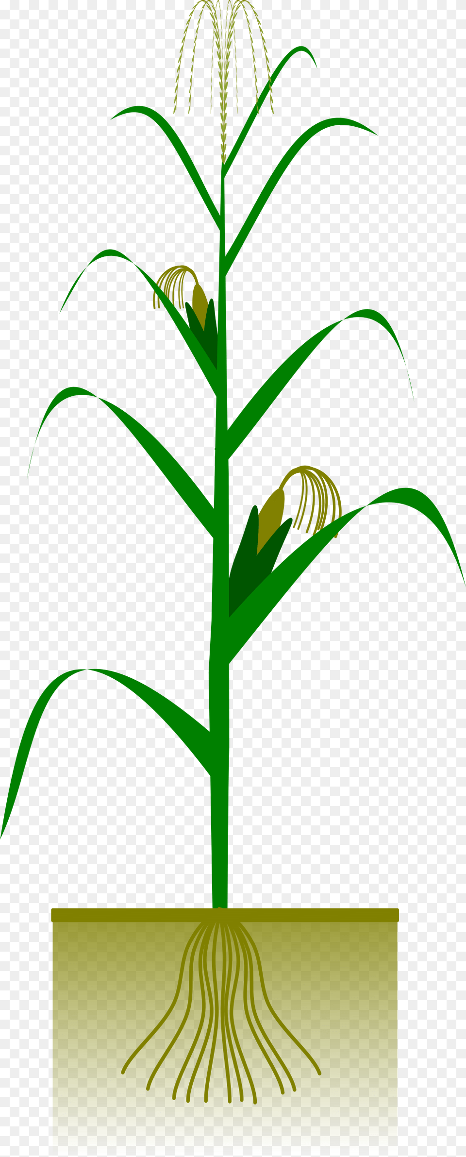 Maize Plant Big Corn Plant Vector Potted Plant, Grass, Tree, Flower Free Png Download