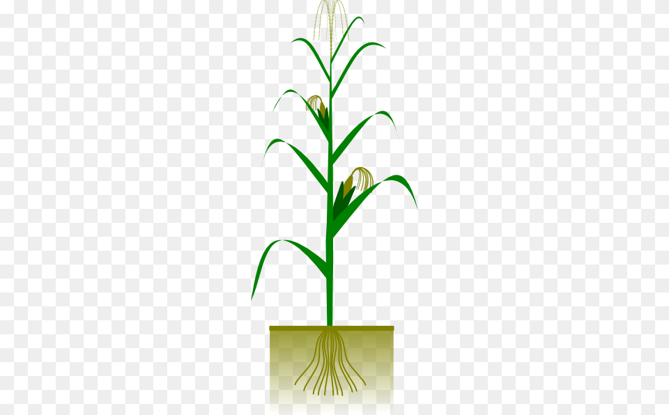 Maize Plant Clip Art, Grass, Leaf Free Transparent Png