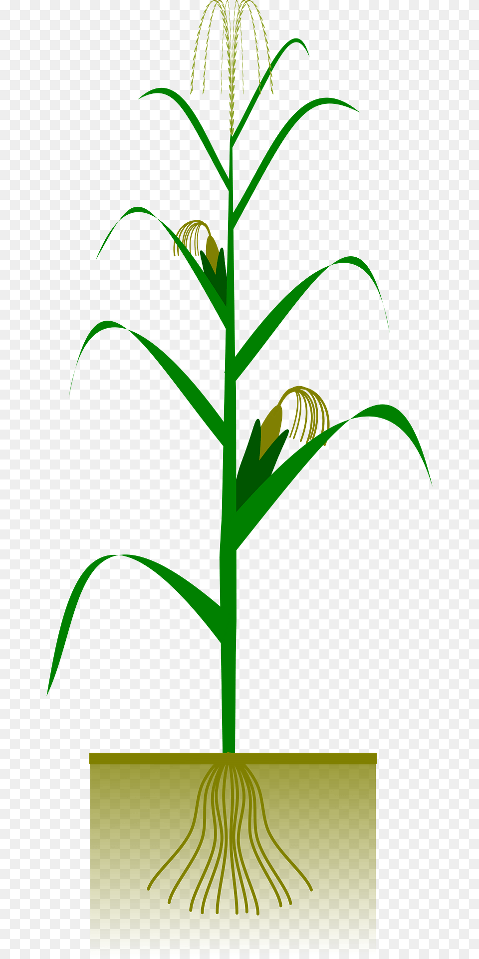 Maize Plant Clipart, Grass, Leaf, Vegetation, Tree Free Transparent Png
