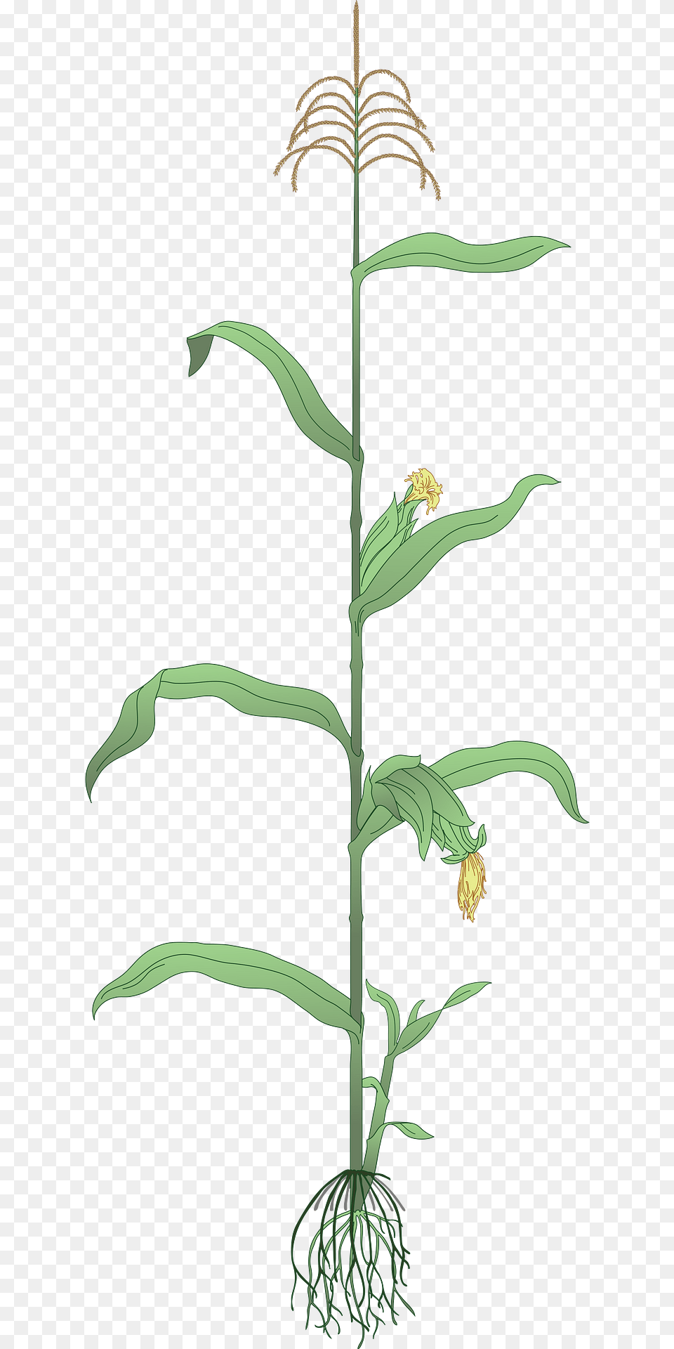 Maize Plant Clipart, Grass, Vegetation, Green, Flower Png