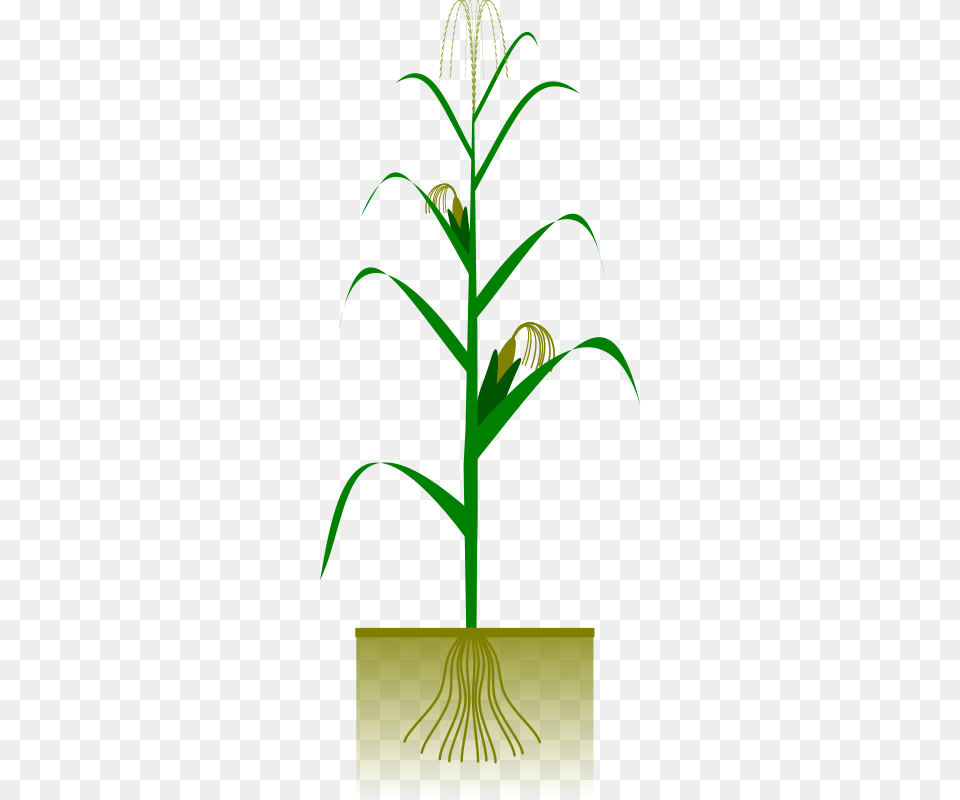 Maize Plant Vector, Grass, Tree, Potted Plant, Flower Free Png Download