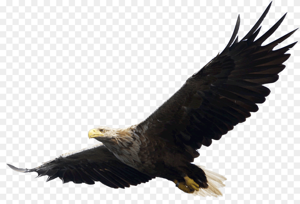 Majestic Bald Eagle Flying Animal, Bird, Bald Eagle Png Image