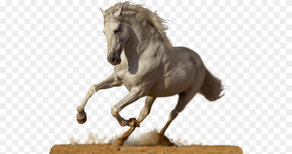Majestic Horse, Animal, Mammal, Stallion, Andalusian Horse Free Transparent Png