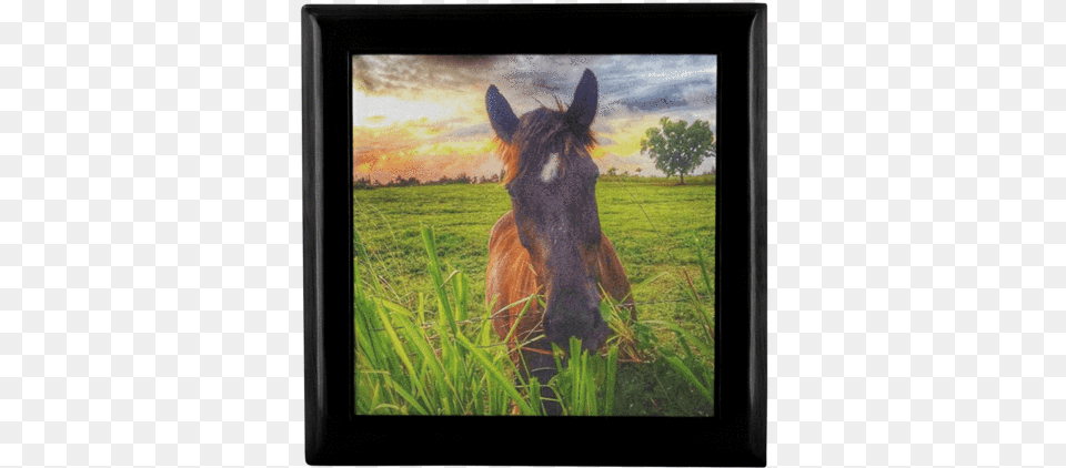 Majestic Horse Wooden Jewelry Box Picture Frame, Outdoors, Nature, Field, Grassland Free Png Download
