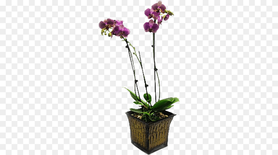 Majestic Orchid Orchids, Flower, Flower Arrangement, Plant, Ikebana Free Transparent Png