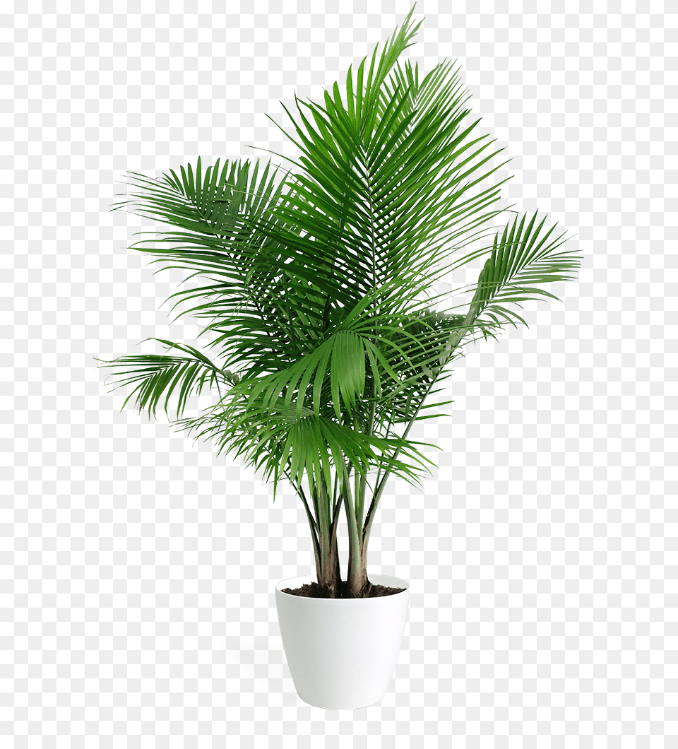 Majesty Palm Houseplant U2013 Chelsea Garden Center Palm Tree Plant, Leaf, Palm Tree, Potted Plant Free Png Download