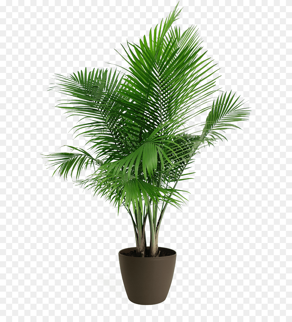 Majesty Palm Palm House Plant Full Size Download Palm Tree Plant, Leaf, Palm Tree Png