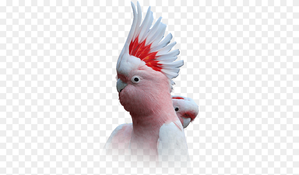 Major Mitchell Cockatoo Underside Of Wings Are Pantone Cockatoo, Animal, Bird, Parrot Png Image