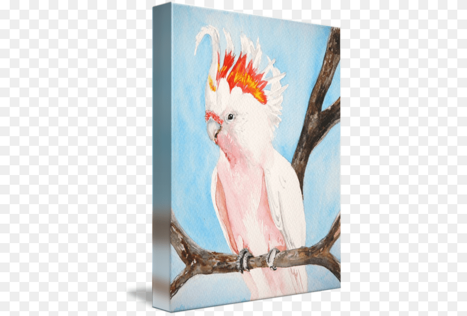 Major Mitchell Oil Painting Reproduction, Animal, Bird, Cockatoo, Parrot Free Png