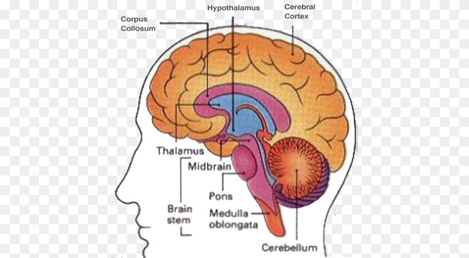 Major Part Of The Brain Controls Vomiting, Diagram Free Png Download