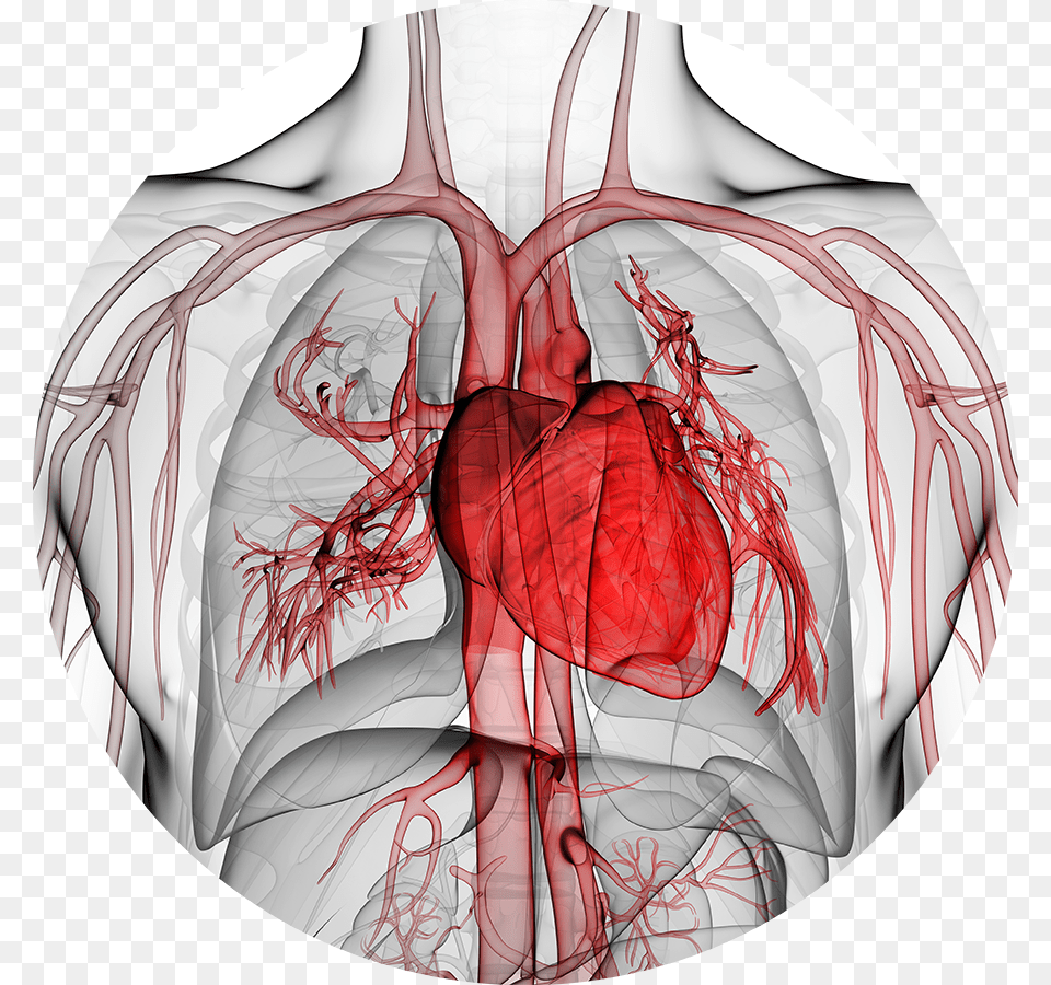 Major Research In Cardiology, Heart, Person Png