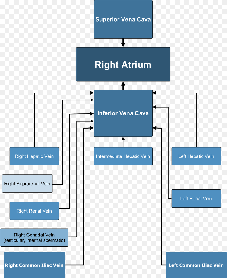 Major Veins Inferior Vena Cava Drainage, Diagram, Uml Diagram, Text Png Image