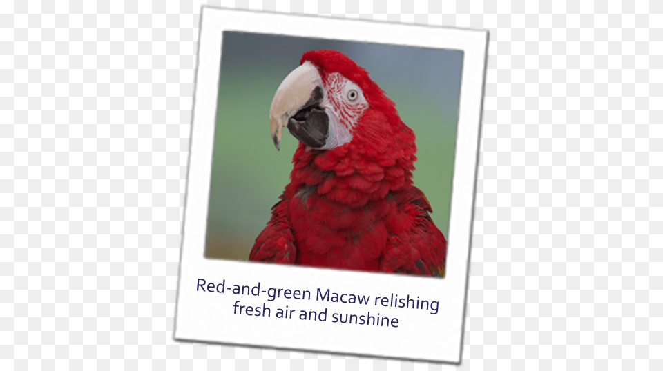 Make A Change For Parrots Macaw, Animal, Bird, Beak, Parrot Free Transparent Png