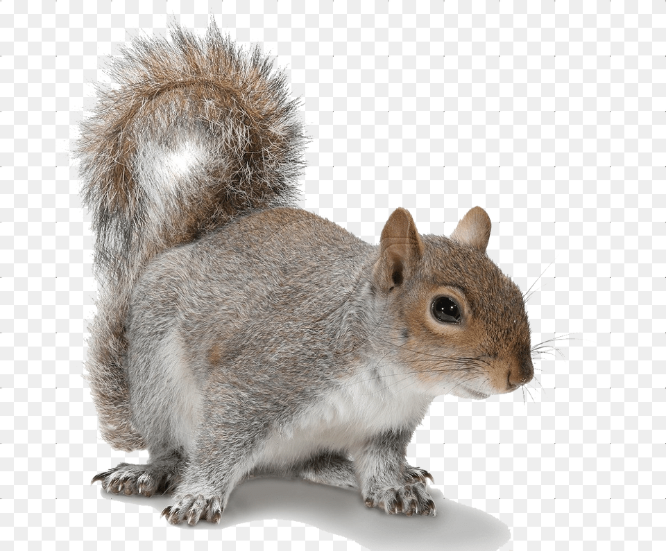 Make A Decision Squirrel Quote, Animal, Mammal, Rodent, Rat Png Image