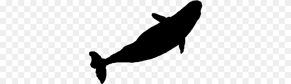 Make A Silhouette Silhouette Of A Beluga Whale, Gray Png