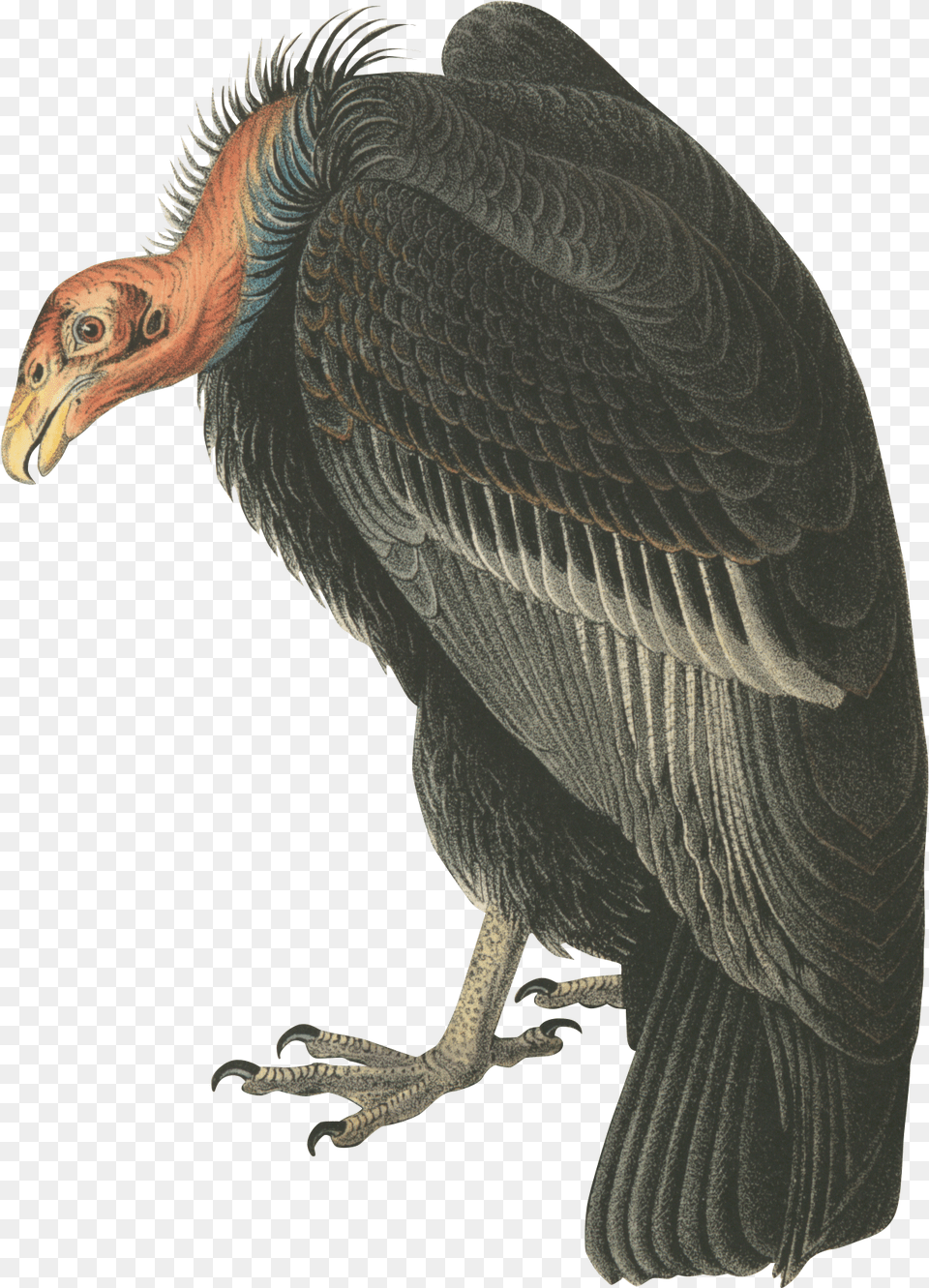 Make Me A Bird Andean Condor Transparent Background, Animal, Vulture Free Png Download