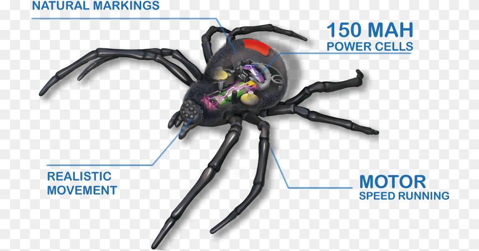 Make This Creepy Crawly The Most Terrifying Pet Enhanced Robo Pauk Chernaya Vdova Robo Alive Zuru, Animal, Invertebrate, Spider, Person Free Transparent Png