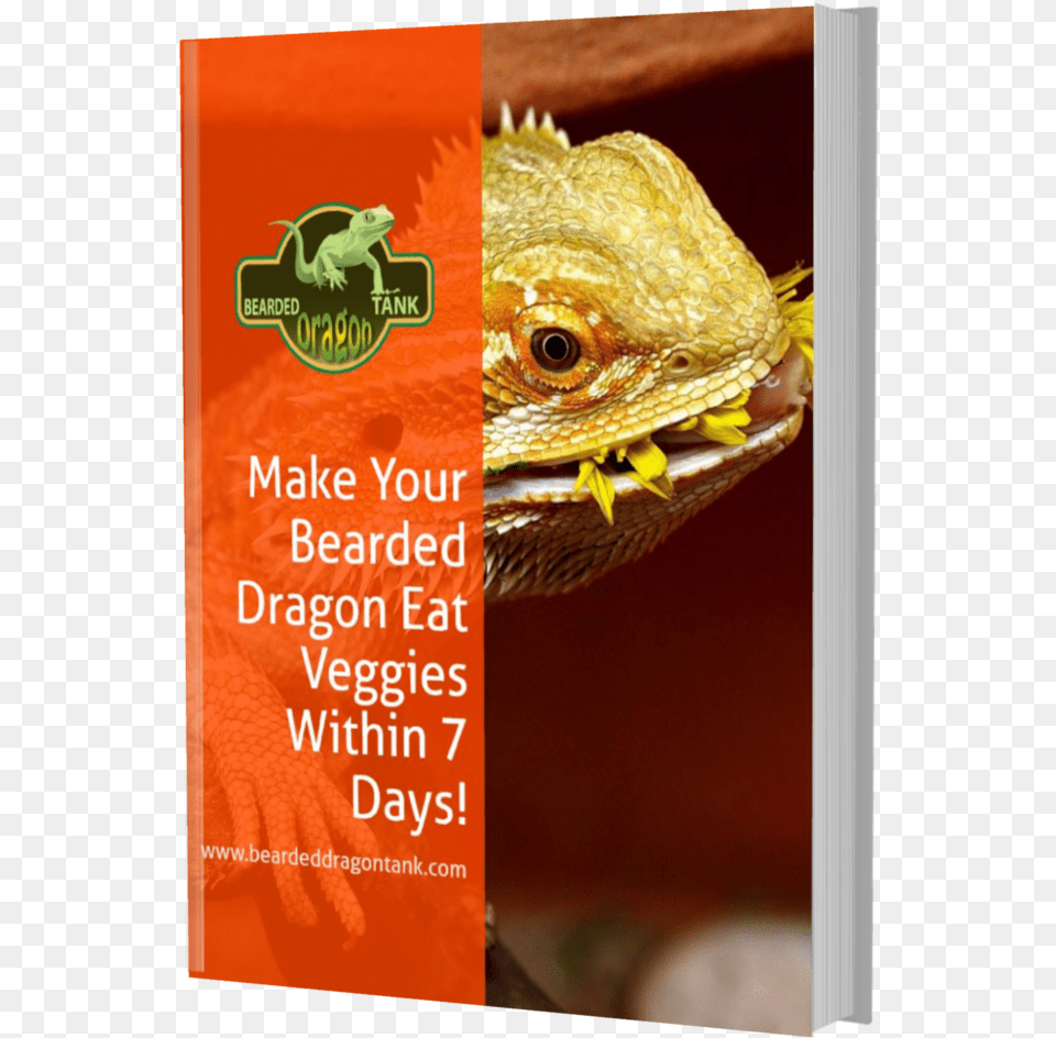 Make Your Bearded Dragon Eat Greens Within 7 Days Ebook Dragon Lizard, Advertisement, Poster, Animal, Reptile Free Png