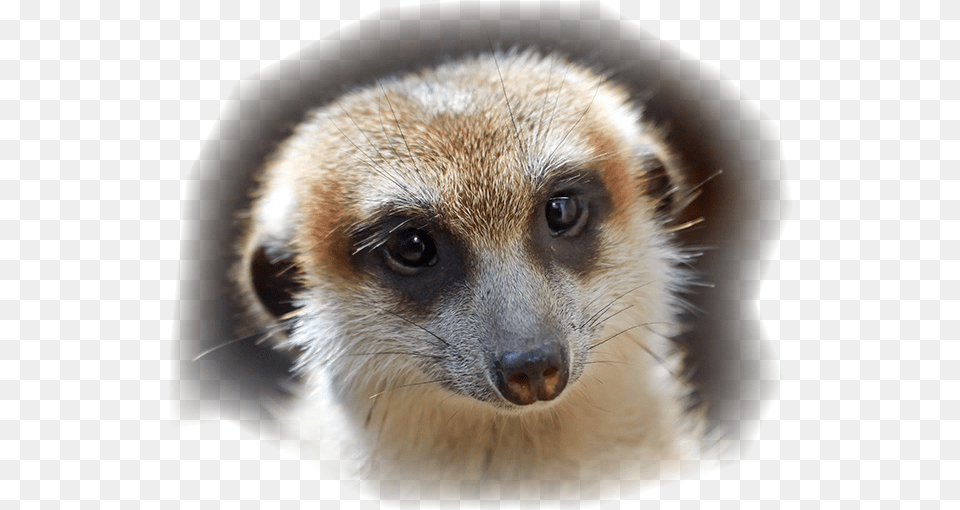 Making False Statement Download Transparent Meerkat, Animal, Mammal, Wildlife, Canine Free Png