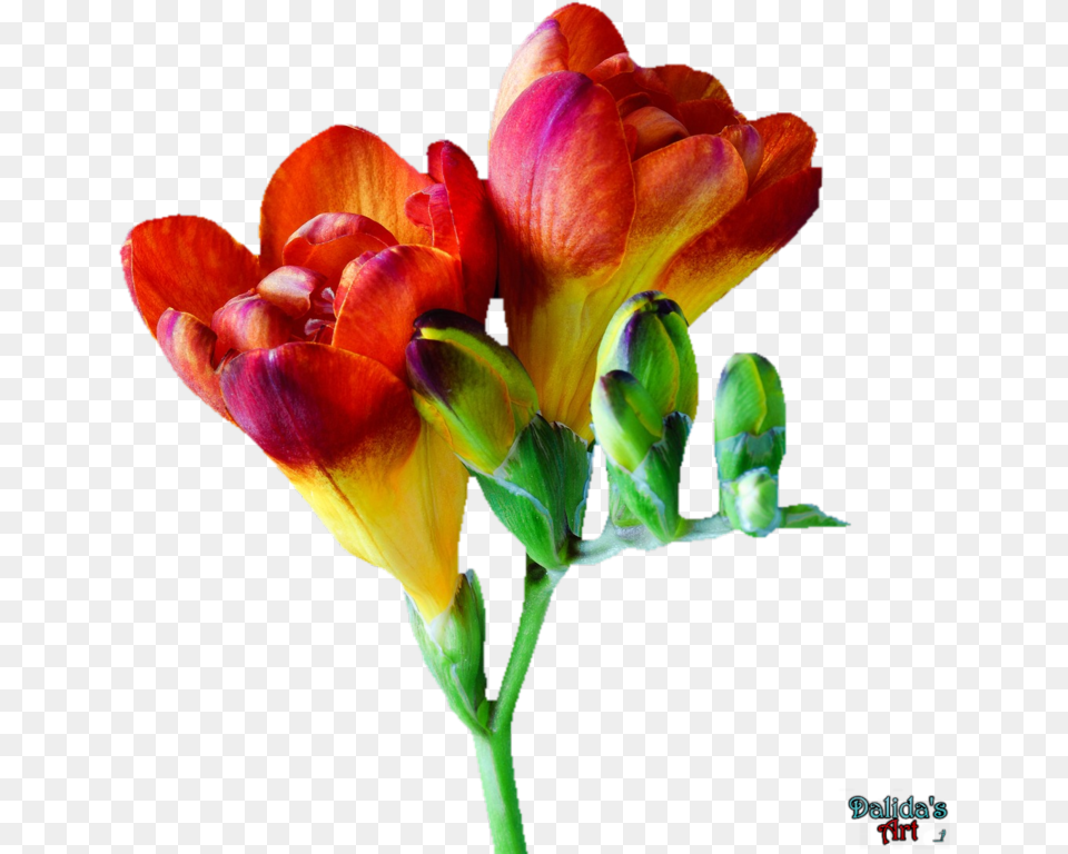 Makiskan 13 2 Flower Freesia Flower, Petal, Plant, Geranium, Sprout Png