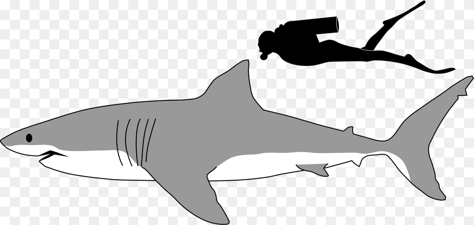 Mako Shark Clipart Line Drawing Great White Shark Size To Human, Animal, Fish, Sea Life, Great White Shark Png
