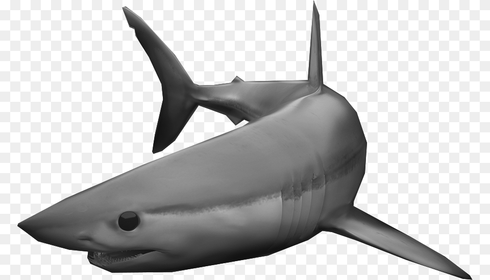 Mako Shark Nsu, Animal, Fish, Sea Life, Great White Shark Free Transparent Png