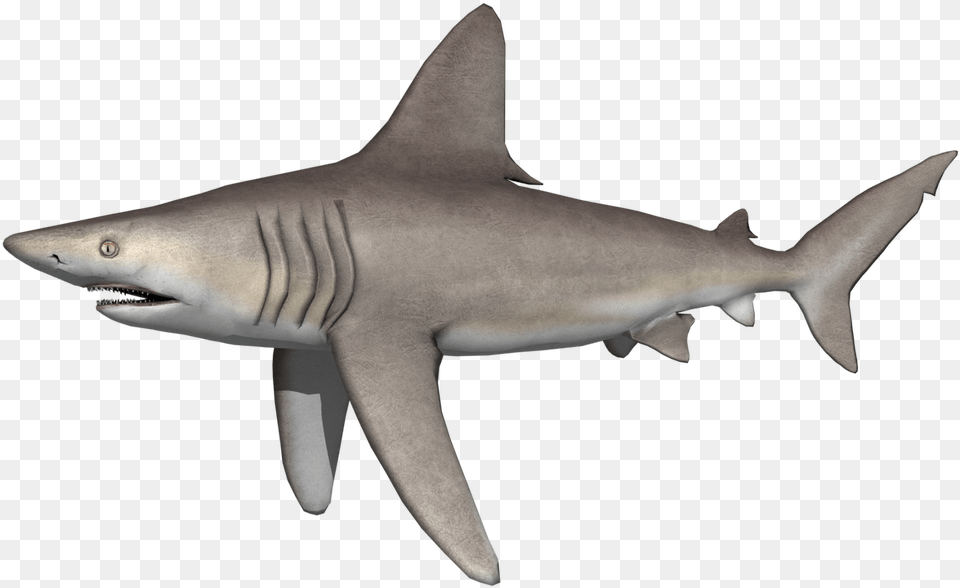 Mako Shark Tiger Shark, Animal, Fish, Sea Life Free Png Download