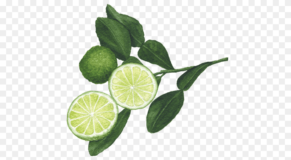 Makrut Or Keiffer Limes Helen Krayenhoff, Citrus Fruit, Food, Fruit, Lime Png