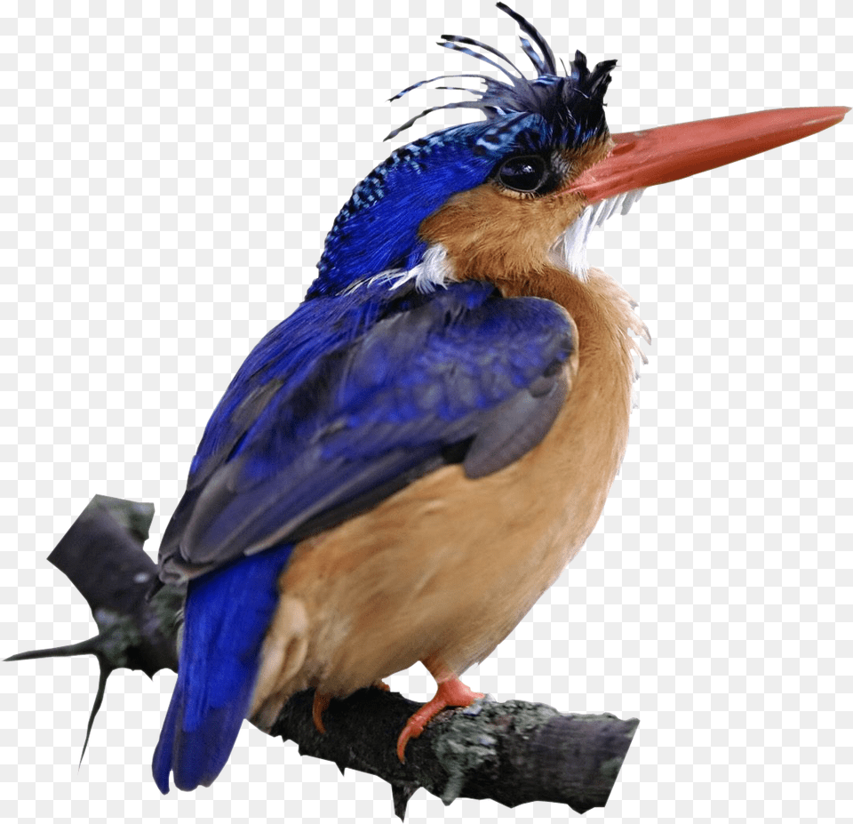 Malachite Kingfisher Bird Kenya, Animal, Beak, Jay, Bluebird Png Image