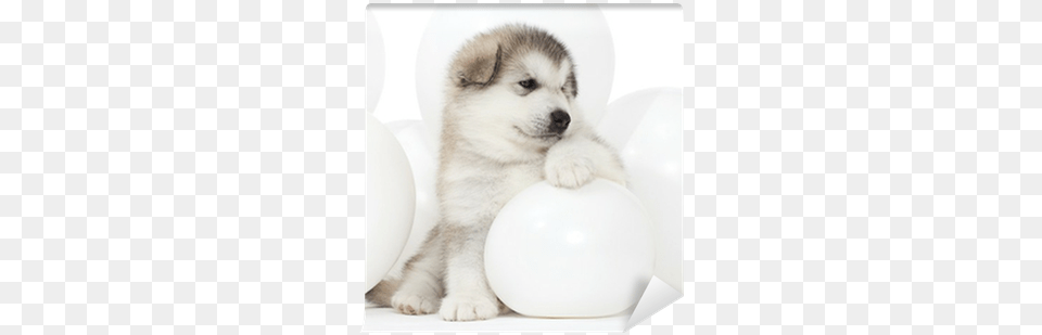 Malamute Puppy With White Balloons Wall Mural Pixers Puppy, Animal, Canine, Dog, Husky Png Image